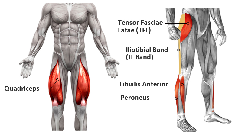 Anatomy of five muscles or tendons that lie around the knees. 