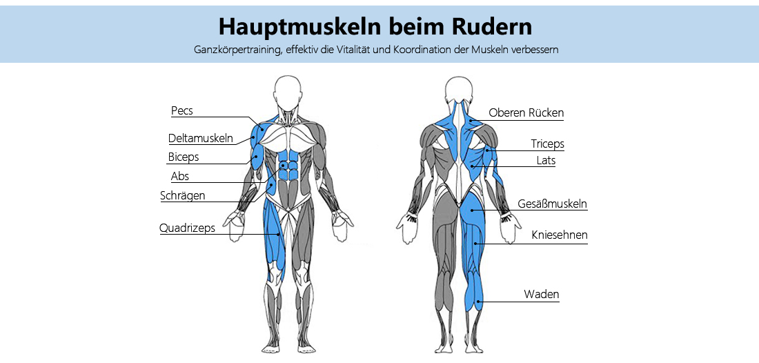 Muskeln arbeiteten Indoor Rudern Vorteile des Rudergeräts