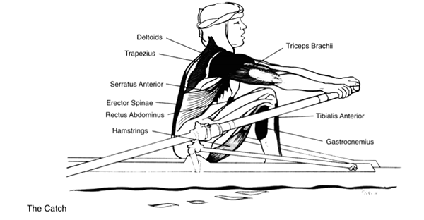a sketch map describing main muscles used in the catch position