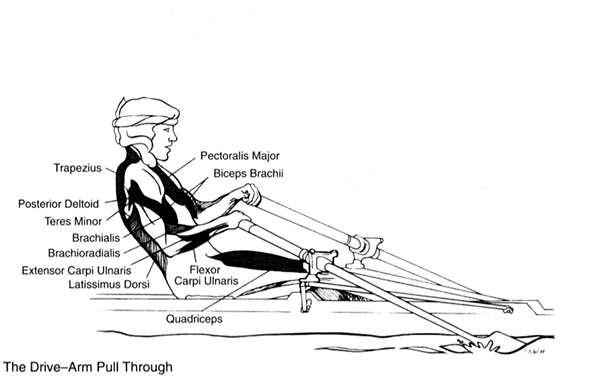 a sketch map describing main muscles used in the drive-arm pull through position
