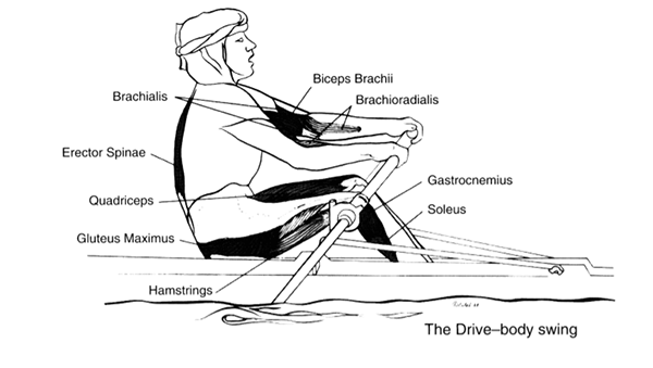 a sketch map describing main muscles used in the drive-body swing position
