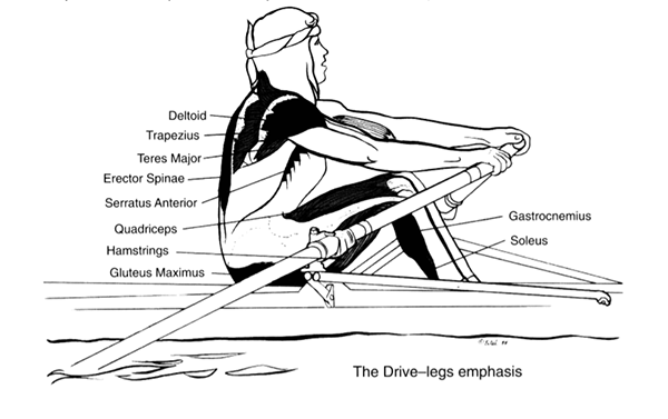 a sketch map describing main muscles used in the drive-legs position