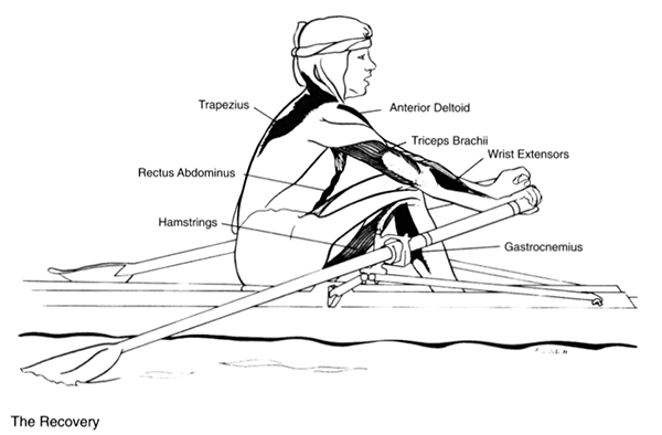 a sketch map describing main muscles used in the recovery position