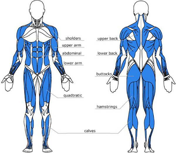 a sketch map describing main muscles used while rowing