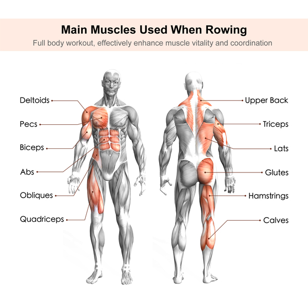A diagram describing main muscles used while rowing