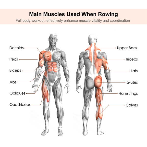 Muscles Used When Rowing Benefits Of Rowing Machine 