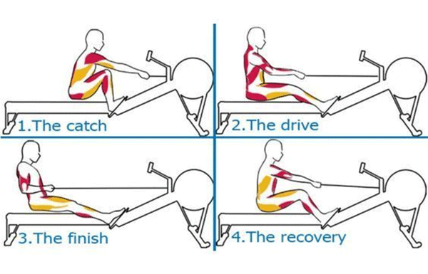 a sketch map of indoor rowing postures