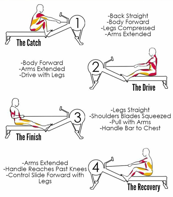 a sketch map describing proper rowing postures in the catch,  drive, finish, and recovery phases