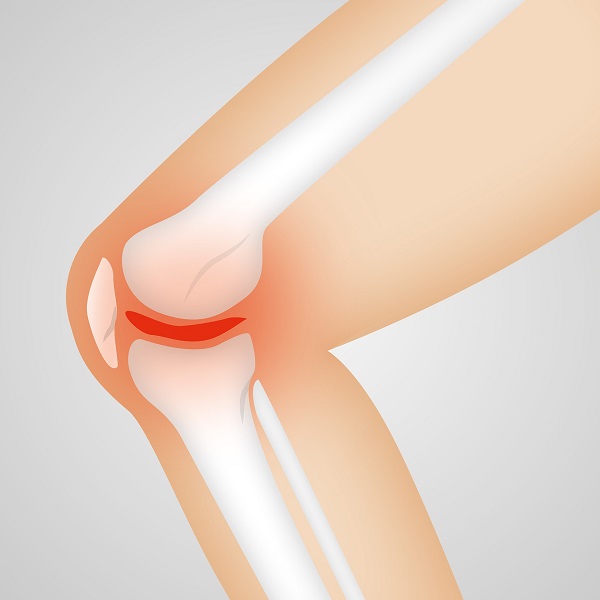 anatomy of knee joint