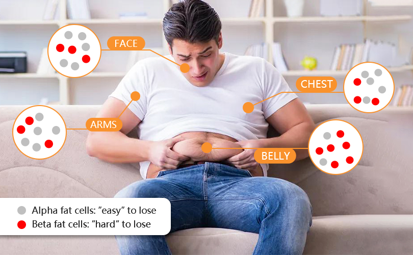 a diagram of proportion of alpha fat cells and beta fat cells in face, arms, chest , and belly width=