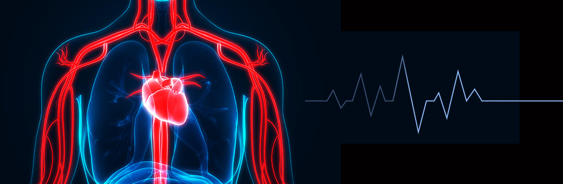 heart, lungs, blood vessels, and electrocardiogram