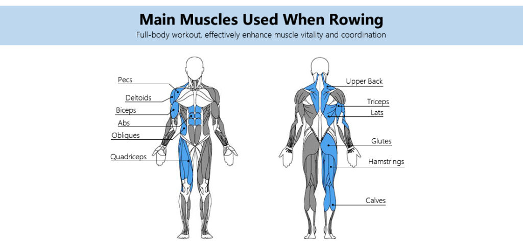 Muscles Used Benefits Of Rowing Machine 1 1024x490 